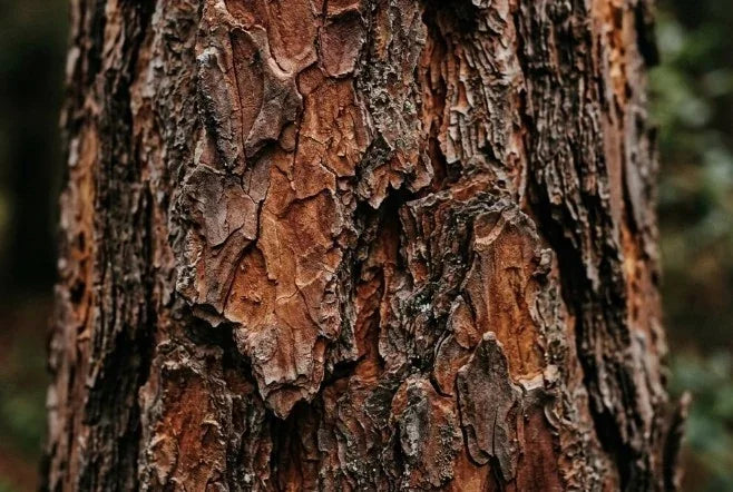 Livella MioFlow™ · mioflow ingredient pine bark extract