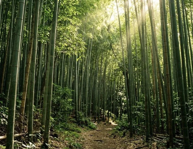 Livella MioFlow™ · mioflow ingredient bamboo silica