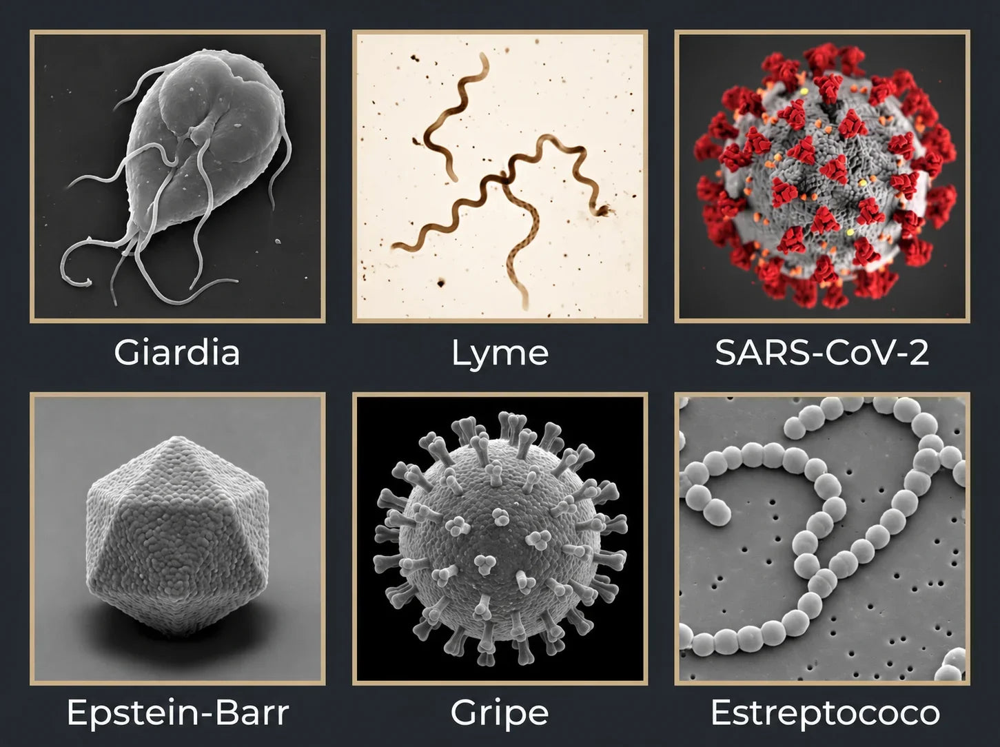 Ilustraciones de microorganismos y virus